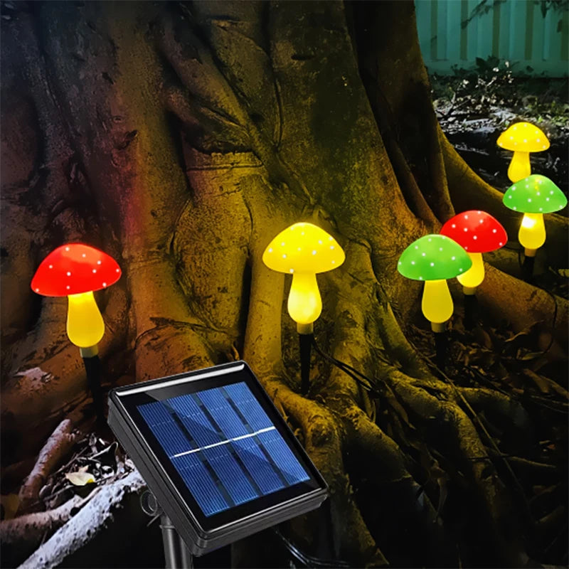 Sun mushrooms garden outside Light